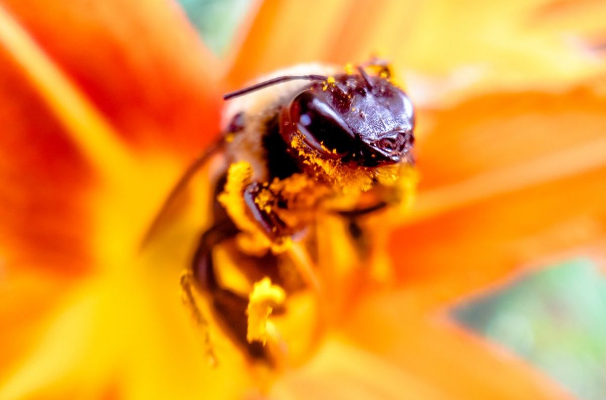 Rinnovabili • Orientamento delle api: l’impatto dei neonicotinoidi è “drammatico”