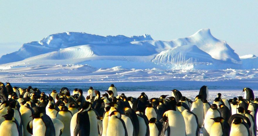 Rinnovabili • Specie a rischio estinzione: le minacce al pinguino imperatore