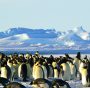 Specie a rischio estinzione: le minacce al pinguino imperatore