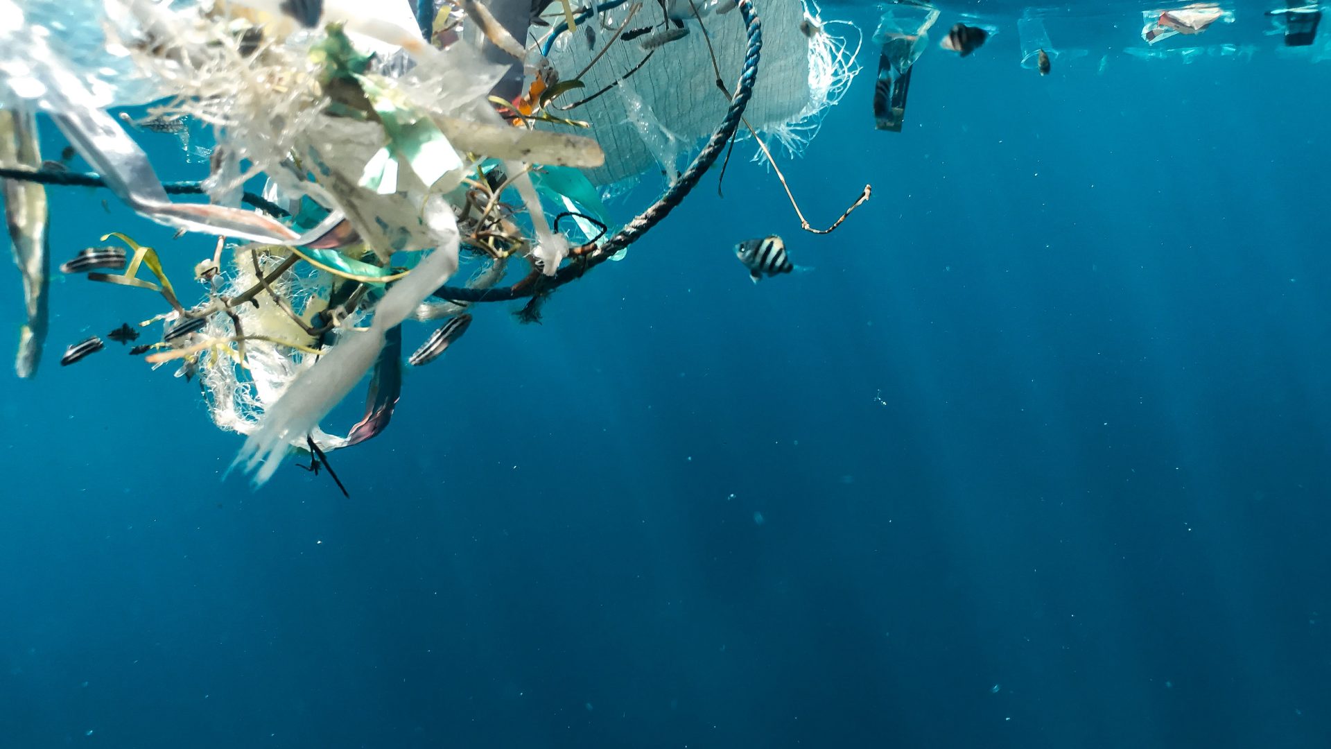 Rinnovabili • Degradazione della plastica e acidificazione degli oceani
