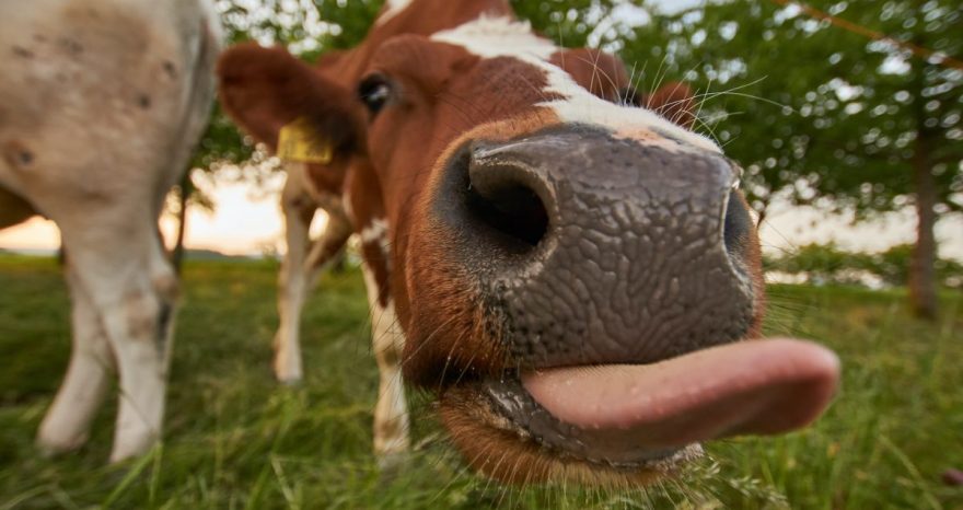 Rinnovabili • Riduzione degli allevamenti: l’Olanda tira dritto sul taglio dei capi di bestiame