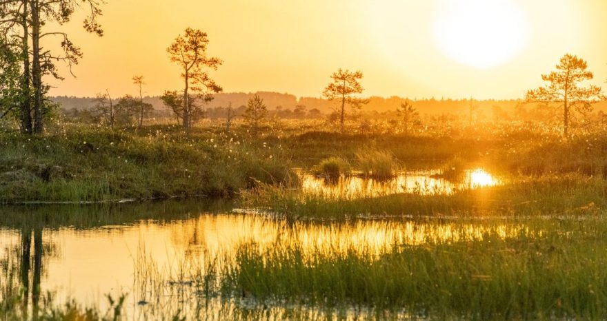 Rinnovabili • Zone umide tropicali: emettono da 10 a 46 volte più metano del previsto