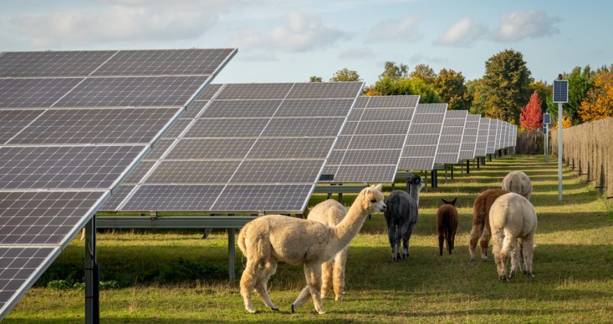 Rinnovabili • fotovoltaico biodiversità