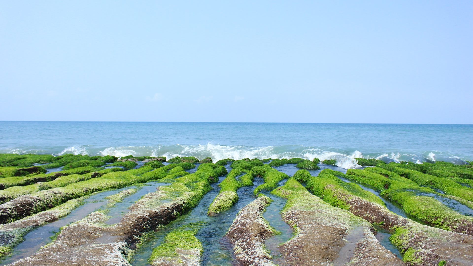 Rinnovabili • alghe marine