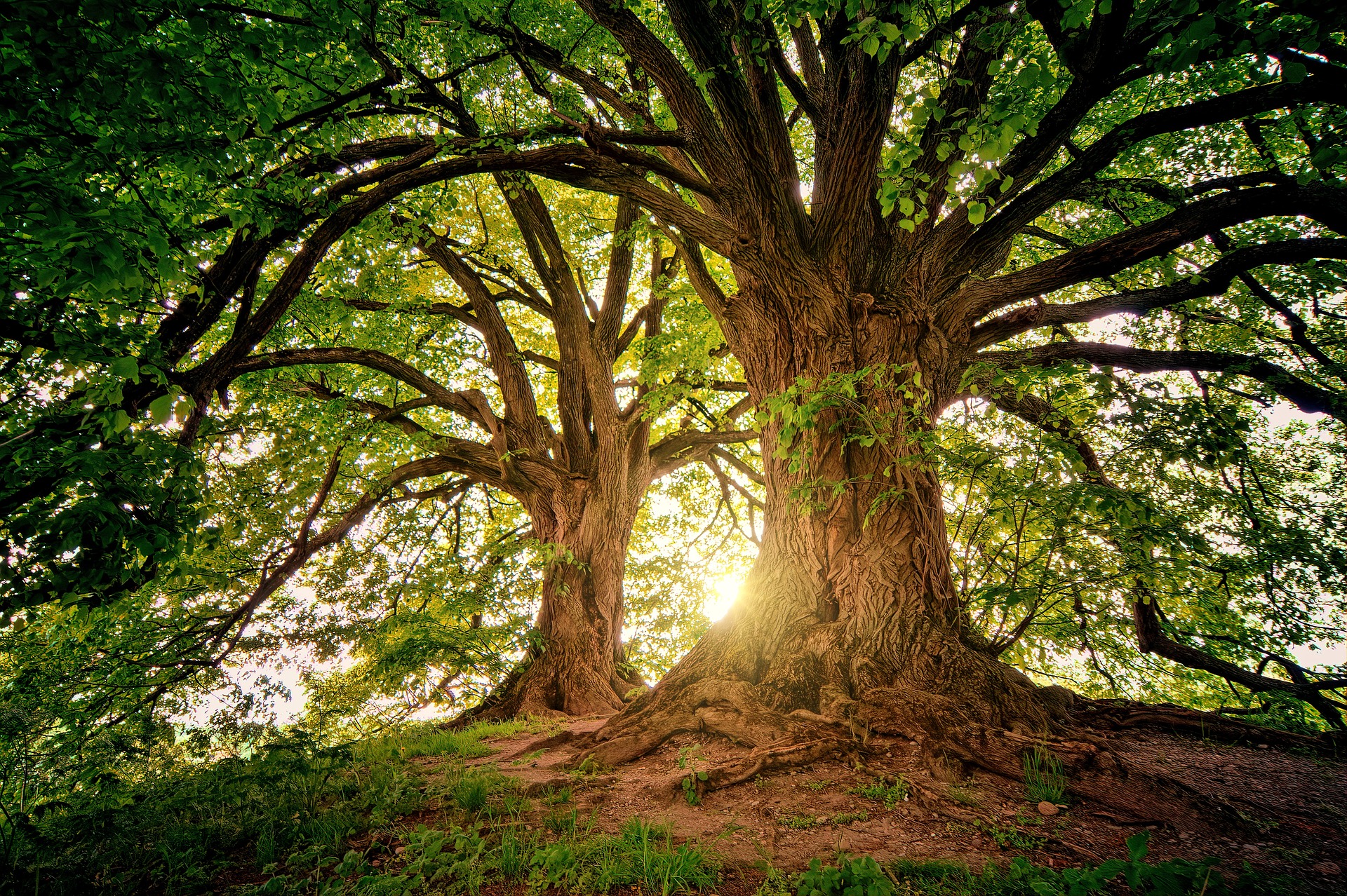Giornata nazionale degli alberi 2022