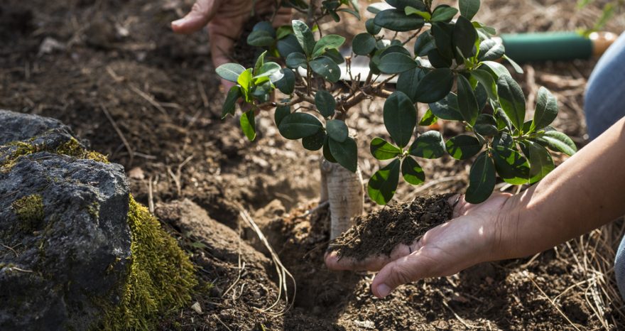 Rinnovabili • soluzioni basate sulla natura