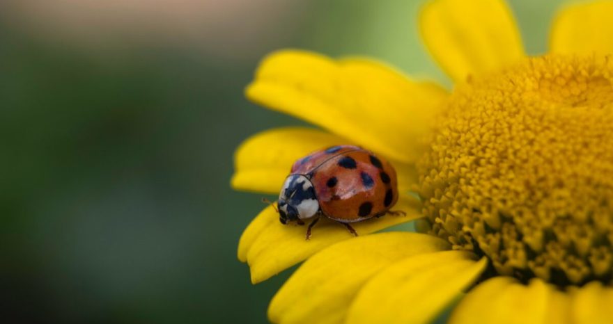 Rinnovabili • Declino degli insetti: calo degli impollinatori causa 427mila morti l’anno