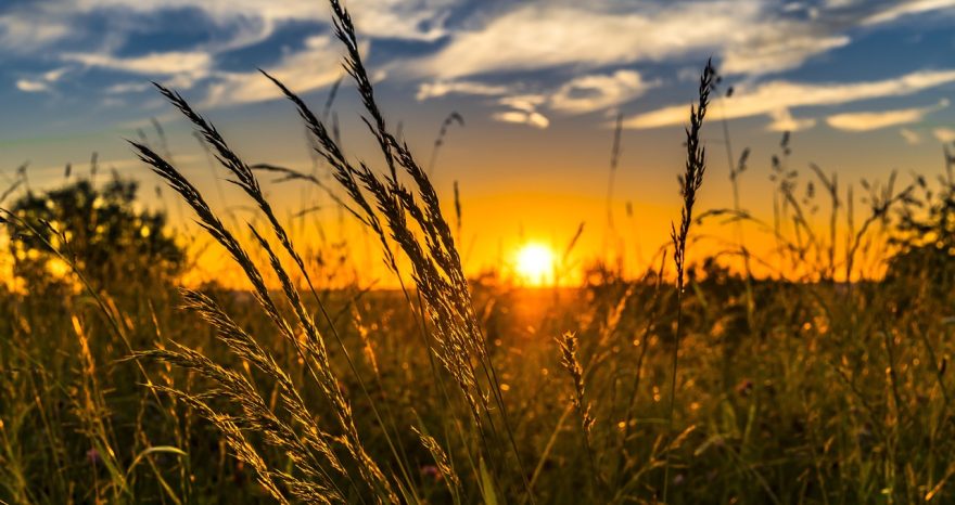 Rinnovabili • costi della sostenibilità agricoltura