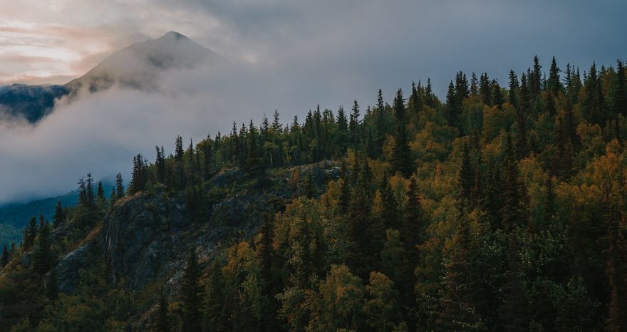 Rinnovabili • Foresta di Tongass: il polmone verde dell’America del Nord è salvo
