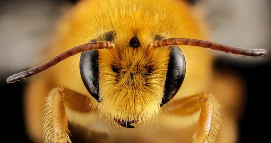 Rinnovabili • Neonicotinoidi: Ue, stop alle deroghe per i pesticidi che uccidono le api