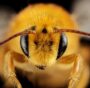 Neonicotinoidi: Ue, stop alle deroghe per i pesticidi che uccidono le api