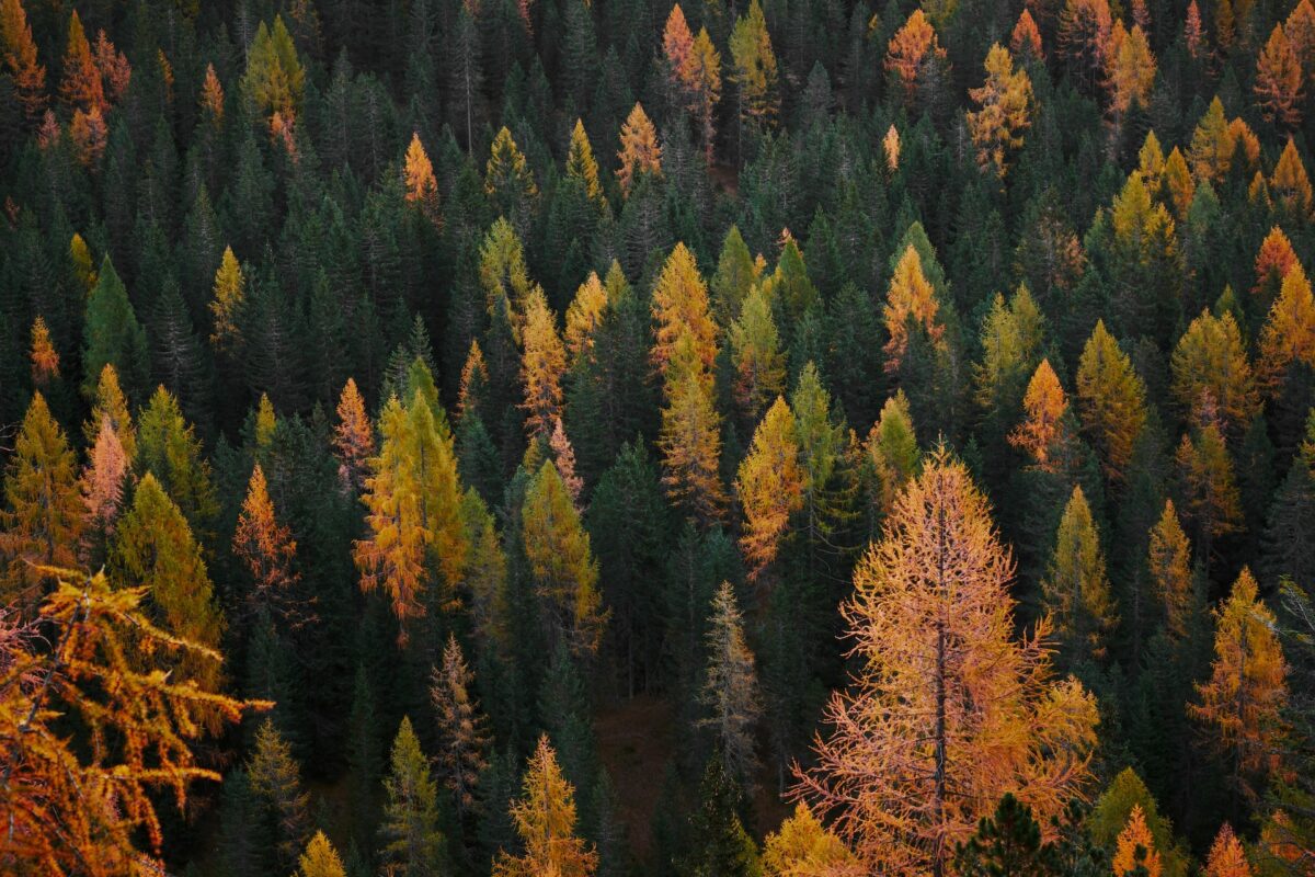 Paesaggi forestali intatti: il peso delle supply chain globali