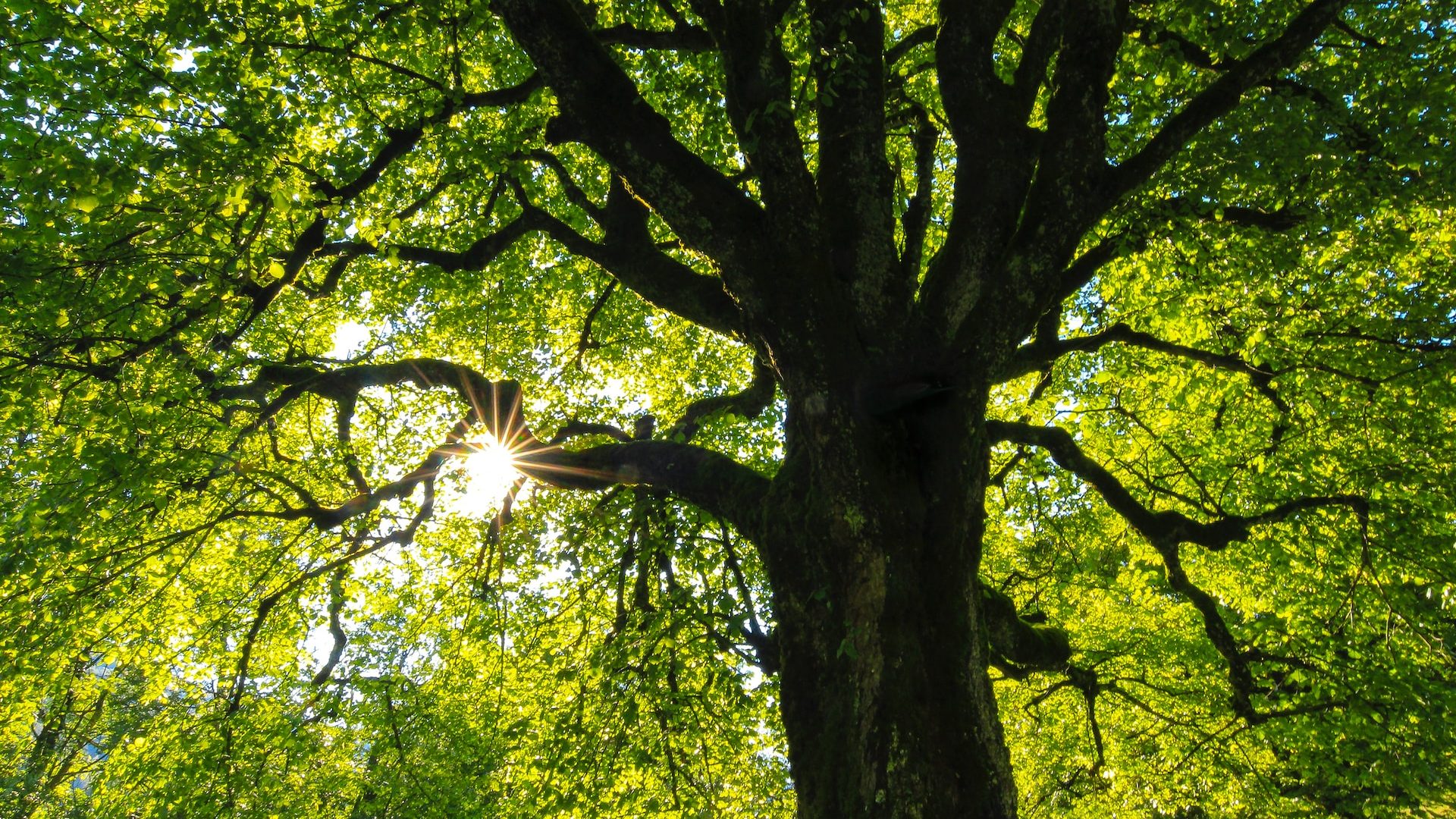 Rinnovabili • Risposta degli alberi al climate change: le foglie durano 1 mese in più