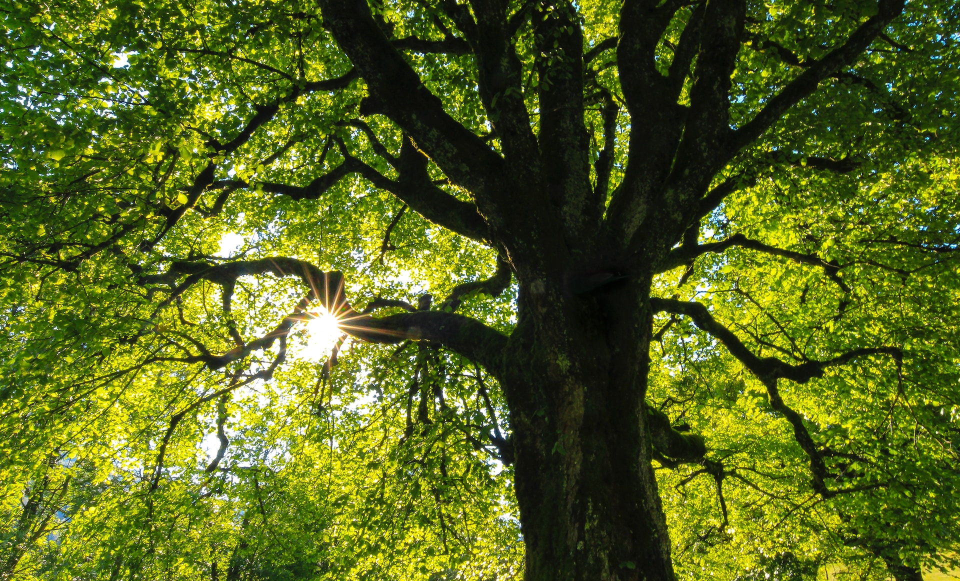 Risposta degli alberi al climate change: le foglie durano 1 mese in più