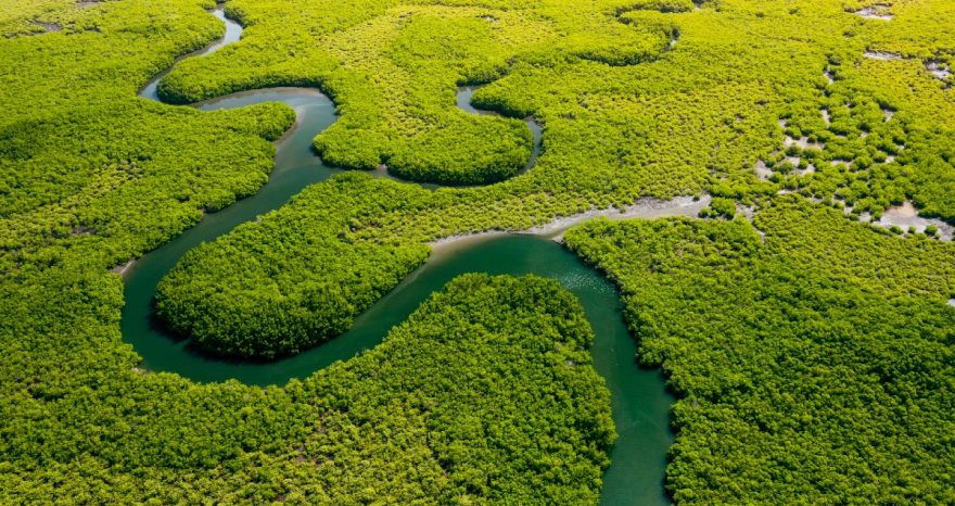 Rinnovabili • Deforestazione dell’Amazzonia: a marzo 2023, +14%