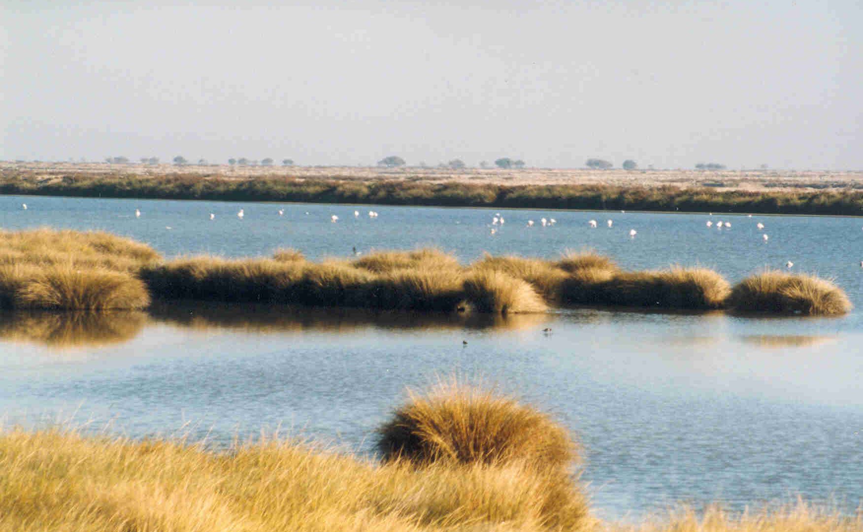Rinnovabili • Zone umide: sotto attacco Doñana, patrimonio dell’umanità