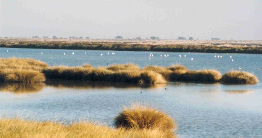 Rinnovabili • Zone umide: sotto attacco Doñana, patrimonio dell’umanità