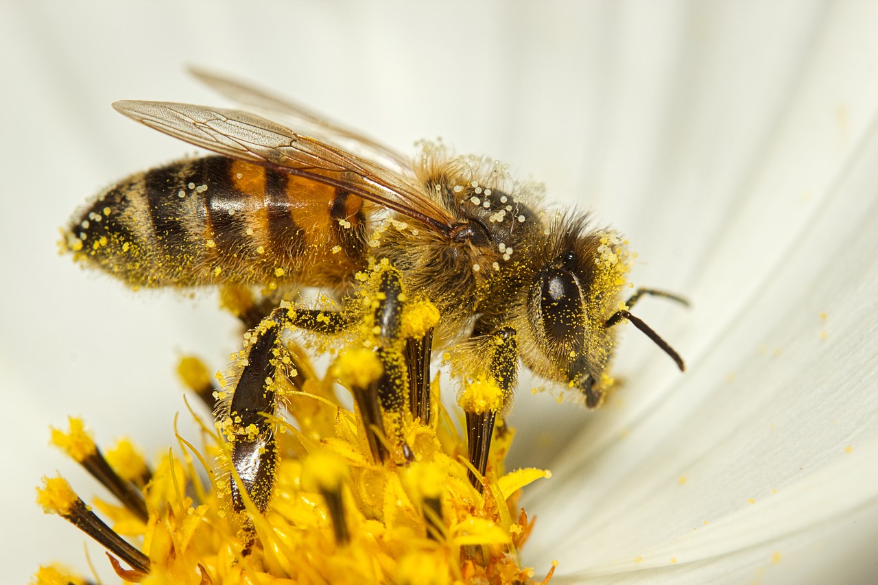 Giornata mondiale delle api 2023