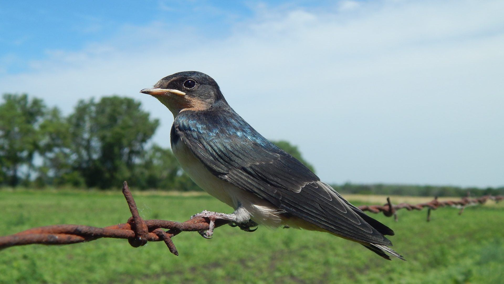Rinnovabili • Scomparsa uccelli in Europa: l’ecatombe è colpa dell’agricoltura intensiva