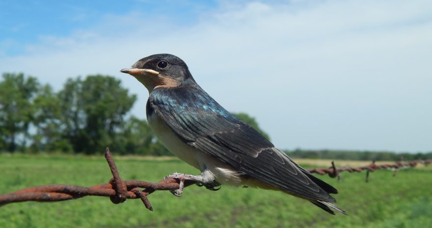 Rinnovabili • Scomparsa uccelli in Europa: l’ecatombe è colpa dell’agricoltura intensiva