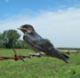 Scomparsa uccelli in Europa: l’ecatombe è colpa dell’agricoltura intensiva