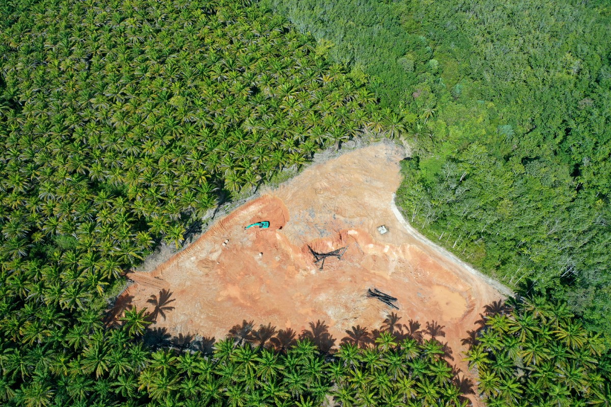 Rinnovabili • Distruzione foresta tropicale primaria: spariti 11 campi da calcio al minuto