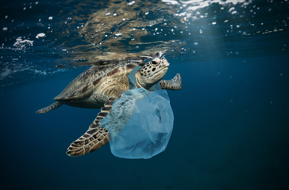 Rinnovabili • plastica negli oceani
