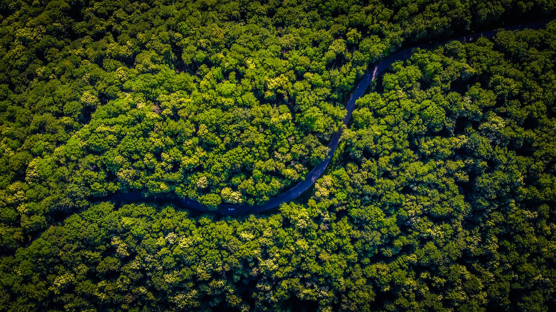 Deforestazione dell’Amazzonia: il ruolo delle banche globali