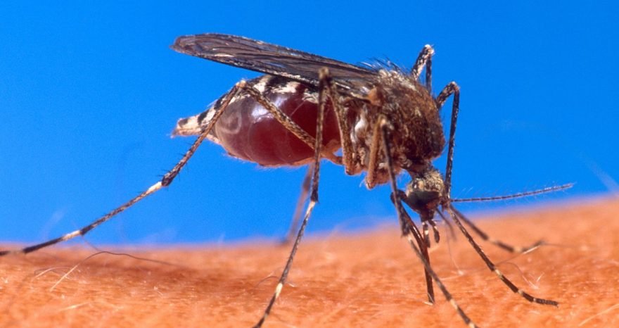 Rinnovabili • Infezioni virus dengue: OMS, a rischio metà popolazione mondiale