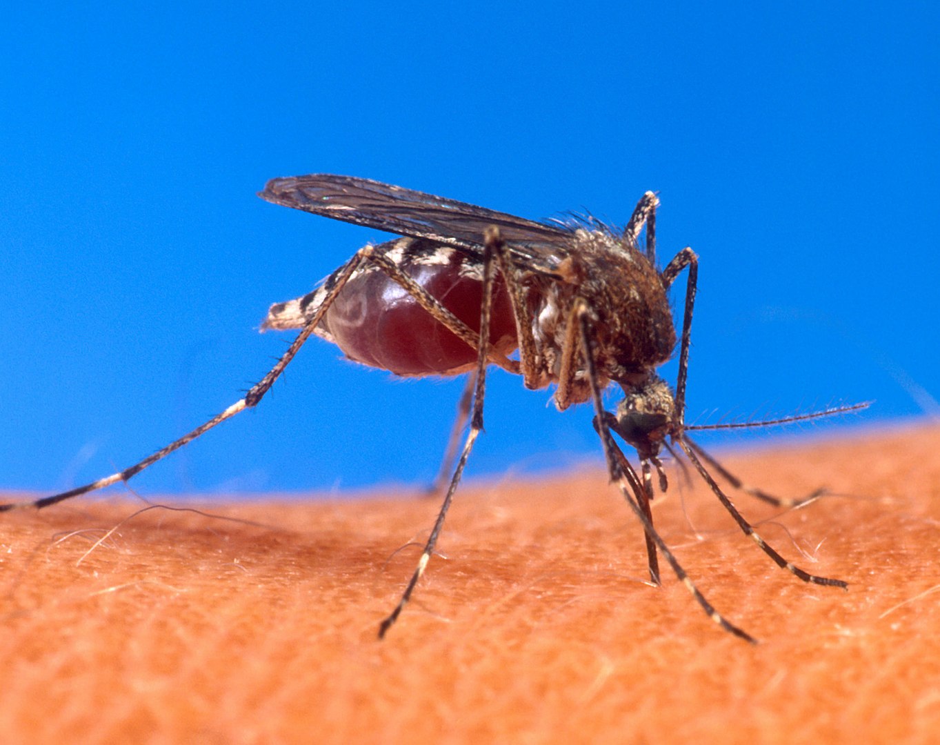 Rinnovabili • Infezioni virus dengue: OMS, a rischio metà popolazione mondiale