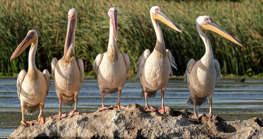 Rinnovabili • Protezione delle zone umide: USA, stop tutela per 235mila km2 di wetlands