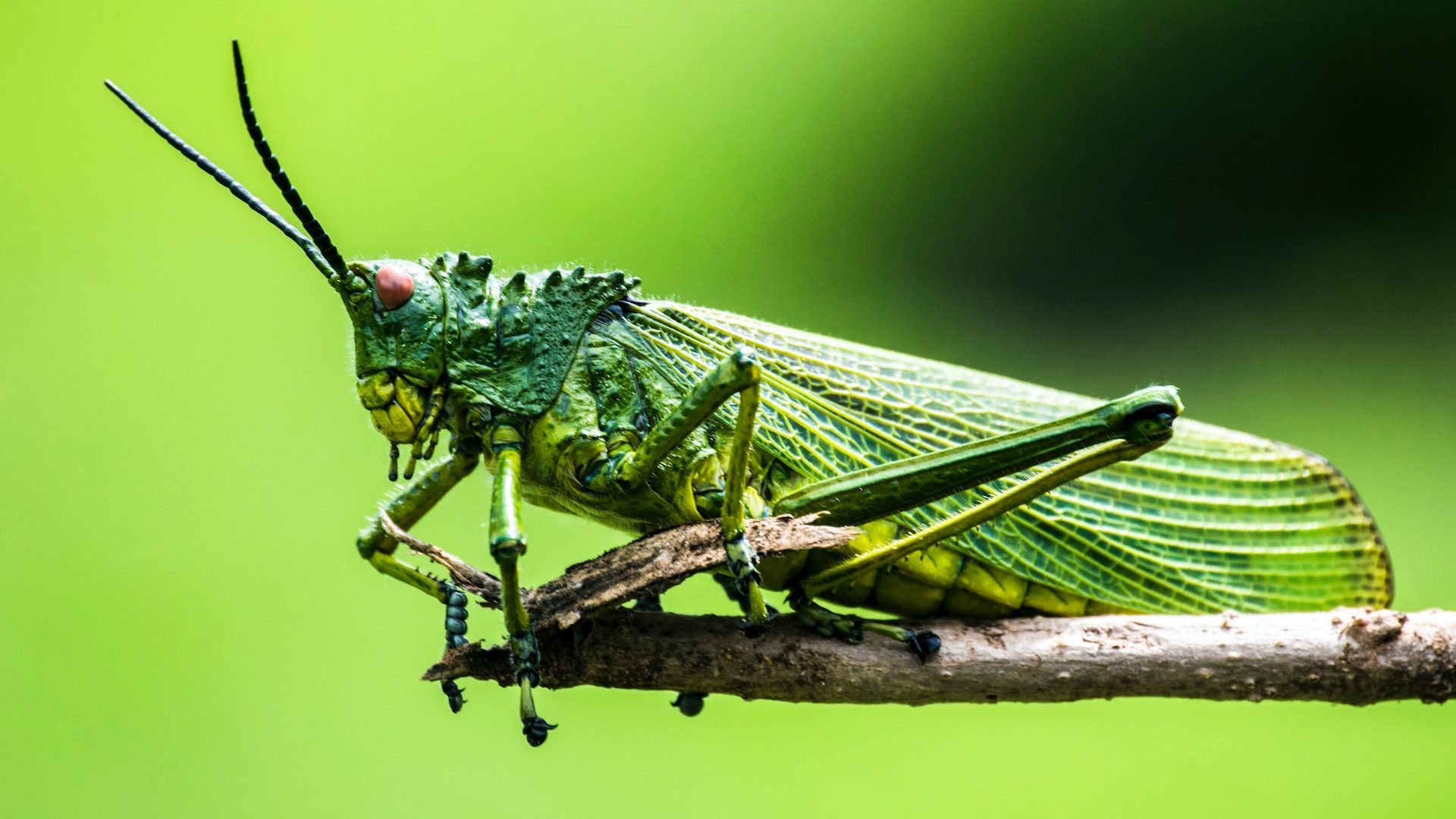 Rinnovabili • Apocalisse degli insetti: conta più il meteo del clima?
