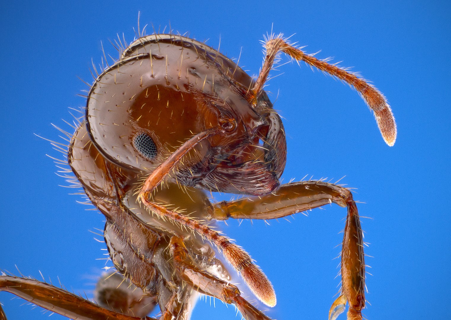 Formica di fuoco: in Sicilia la 1° colonia europea della specie invasiva