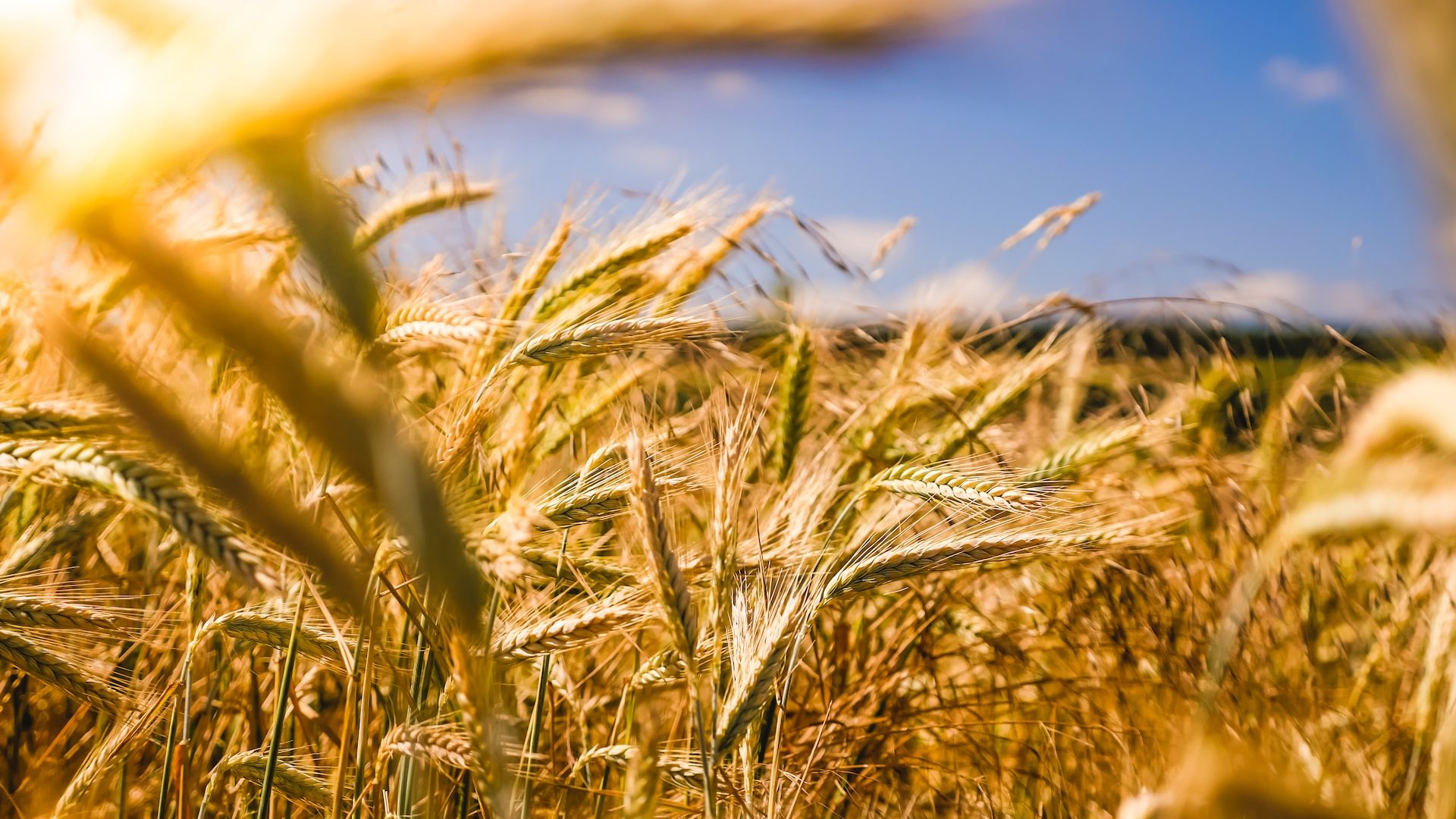 Rinnovabili • Politica agricola comune: l’UE dice basta alle deroghe dal 2024