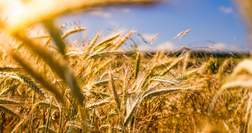 Rinnovabili • Politica agricola comune: l’UE dice basta alle deroghe dal 2024