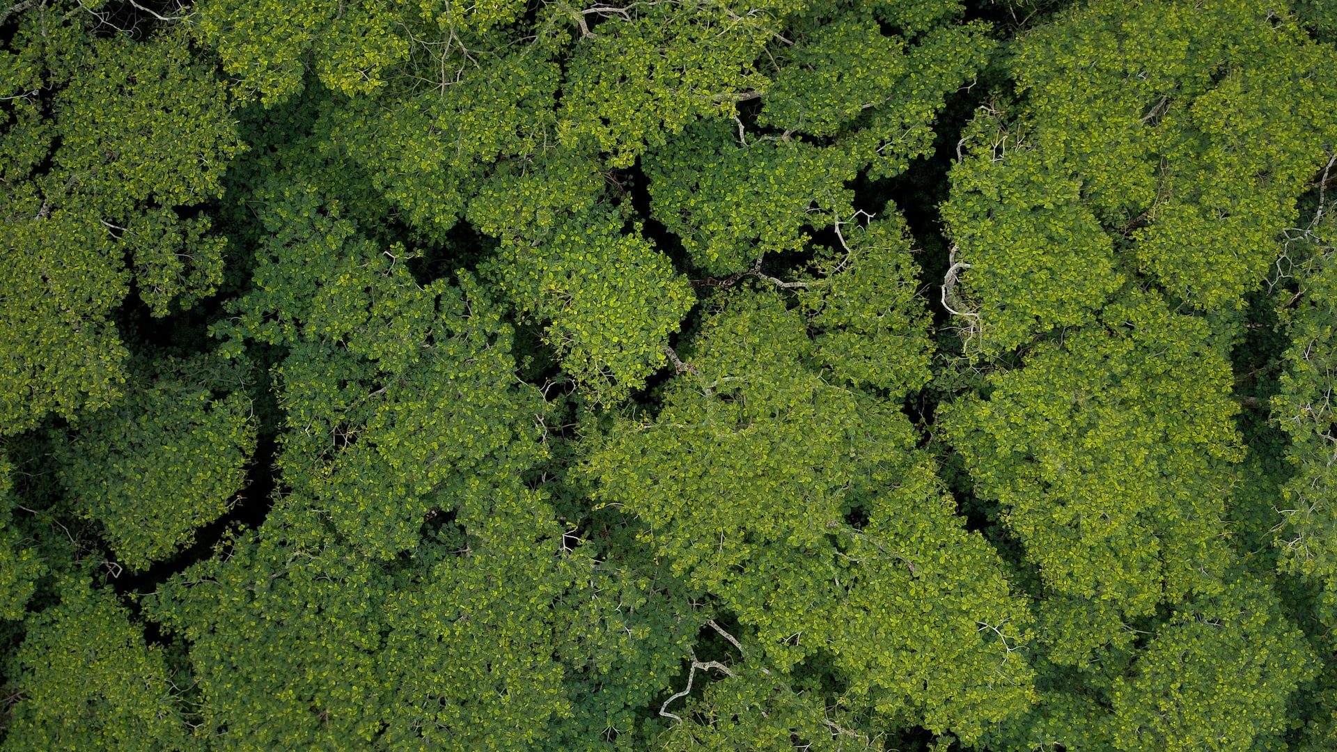 Rinnovabili • Deforestazione in Amazzonia: -57% a settembre