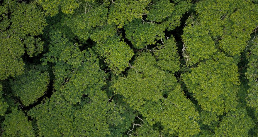 Rinnovabili • Deforestazione in Amazzonia: -57% a settembre