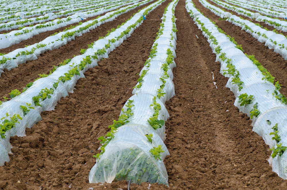 plastica in agricoltura