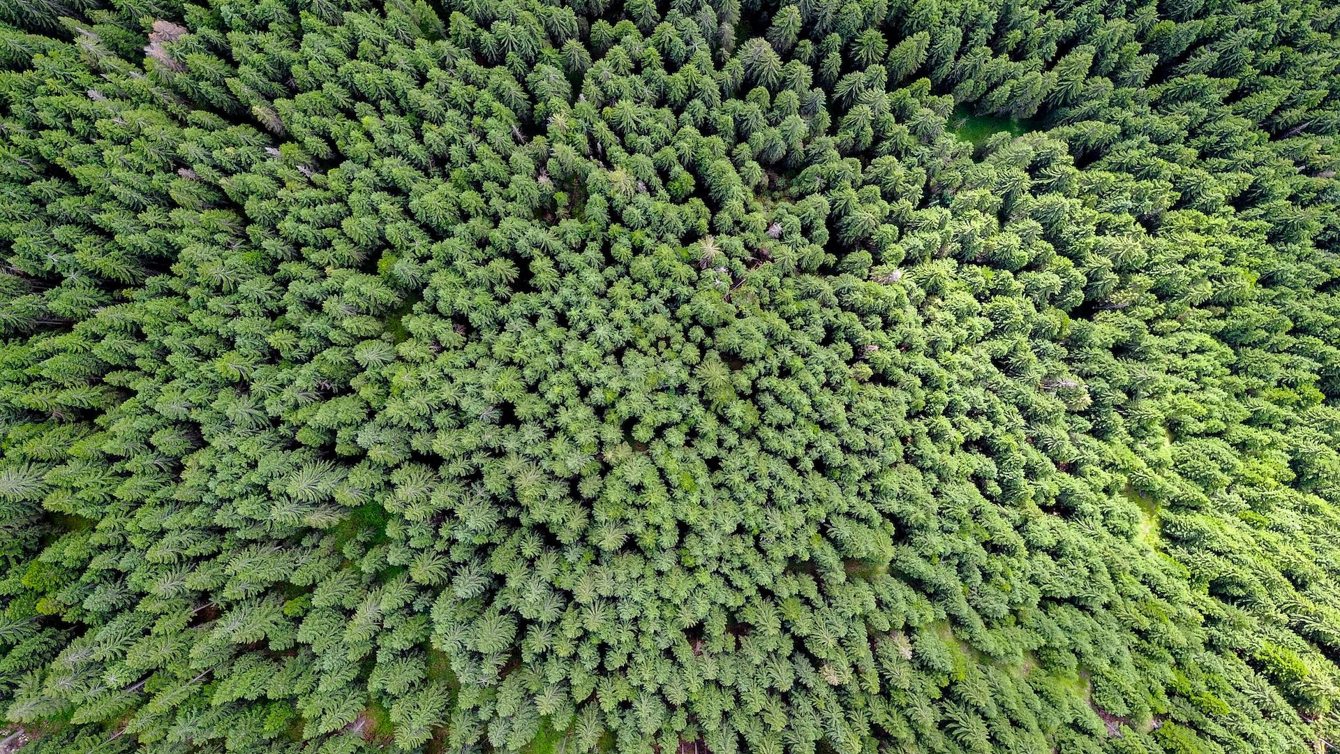 Rinnovabili • Pozzi di carbonio: le foreste boreali temperate giovani sono i migliori