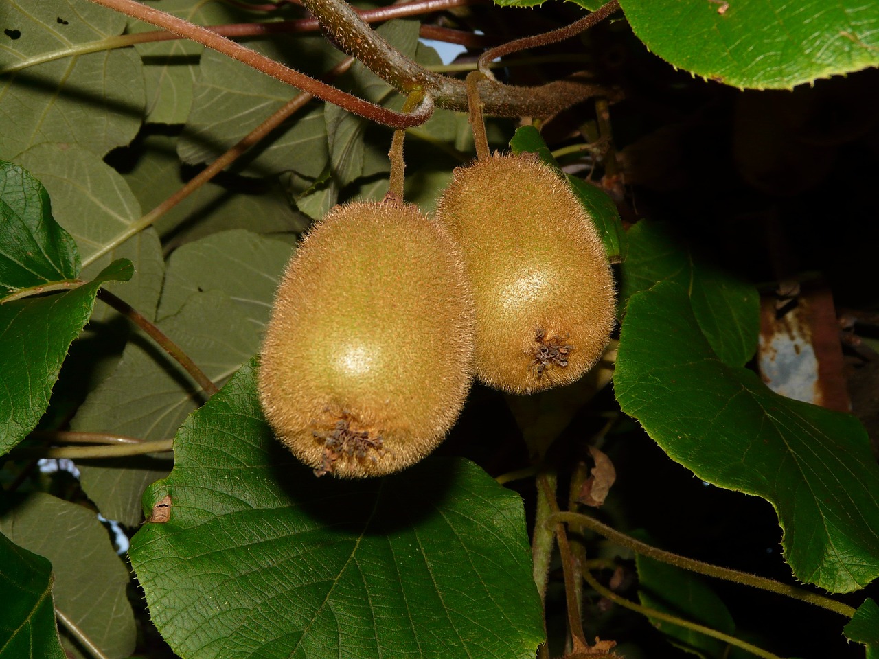 moria del kiwi