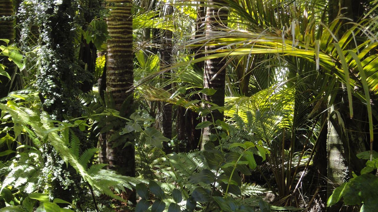 Proteger los bosques tropicales es una inversión para reducir el calentamiento global