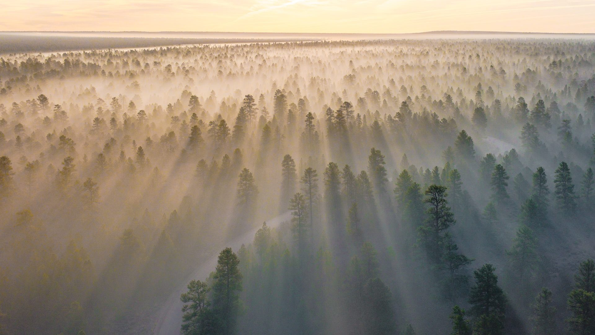Rinnovabili • Ripristino foreste globali: può sequestrare 226 Gt carbonio l’anno