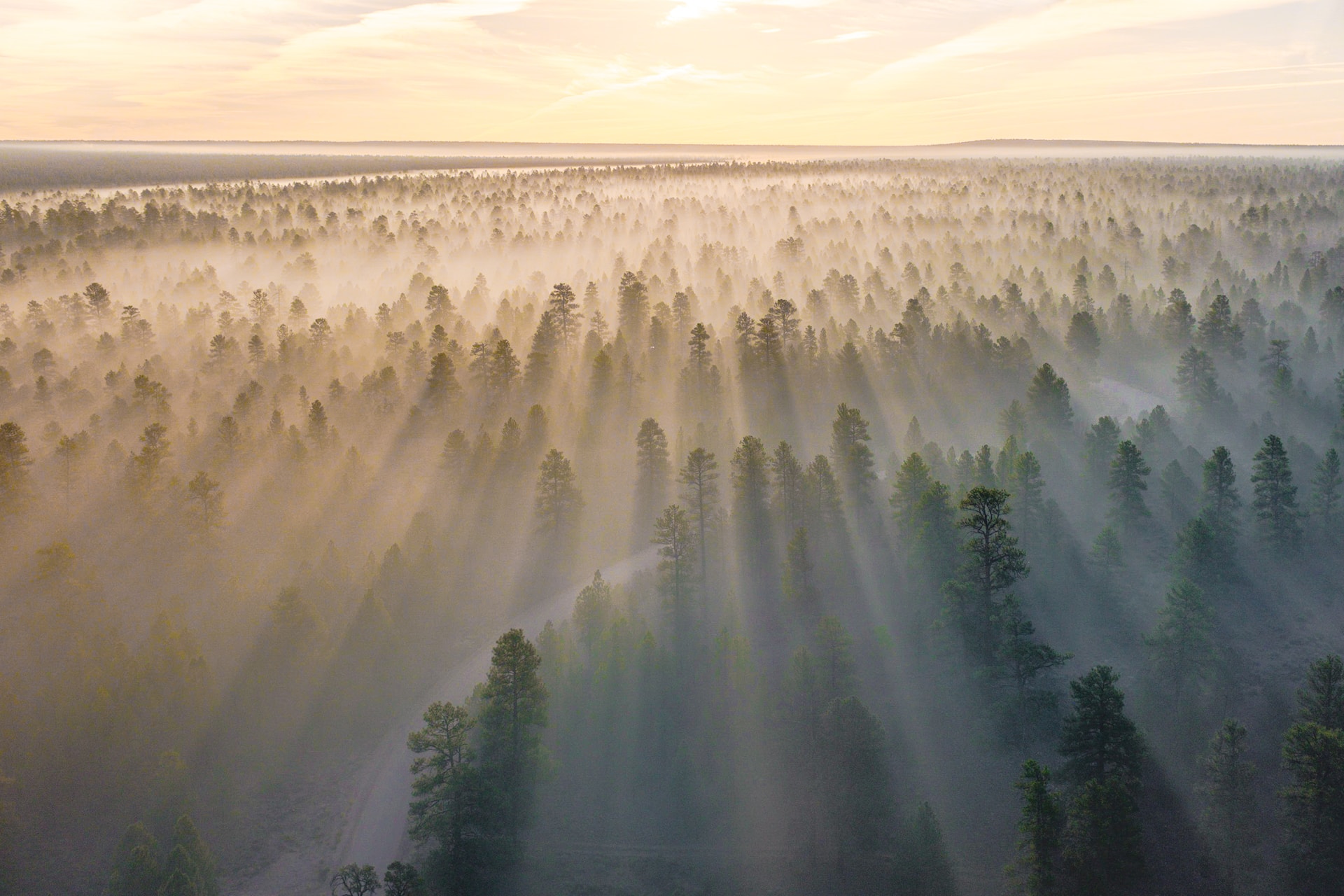 Ripristino foreste globali: può sequestrare 226 Gt carbonio l’anno