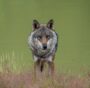 Status del lupo: l’UE vuole declassarlo a specie solo “protetta”