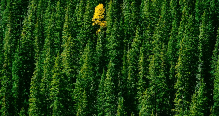 Rinnovabili • Assorbire e stoccare CO2: il global warming toglie il respiro agli alberi