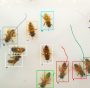 intelligenza artificiale api