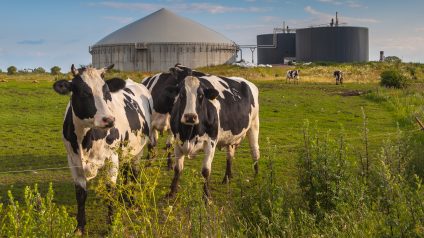 Rinnovabili • Prezzi minimi garantiti per gli impianti biogas