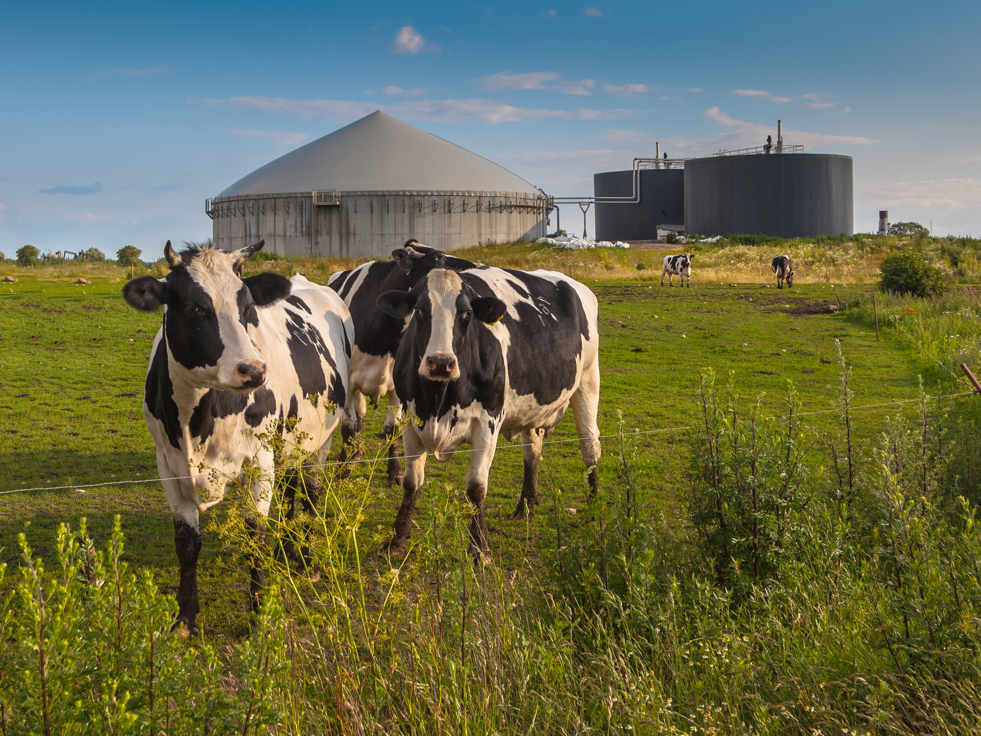 Rinnovabili • Prezzi minimi garantiti per gli impianti biogas
