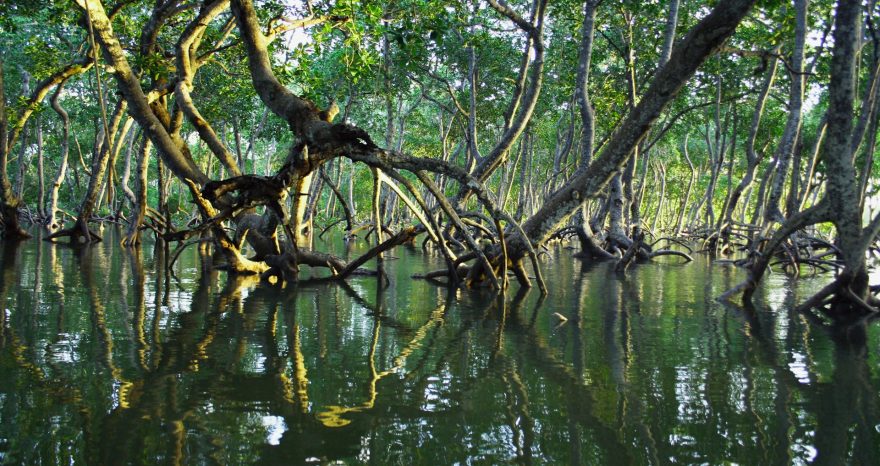 Rinnovabili • Degrado foreste mangrovie: emissioni aumenteranno del 50.000%
