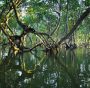 Degrado foreste mangrovie: emissioni aumenteranno del 50.000%